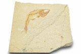 Cretaceous Fossil Fish - Lebanon #248455-1